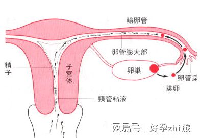 7个月婴儿