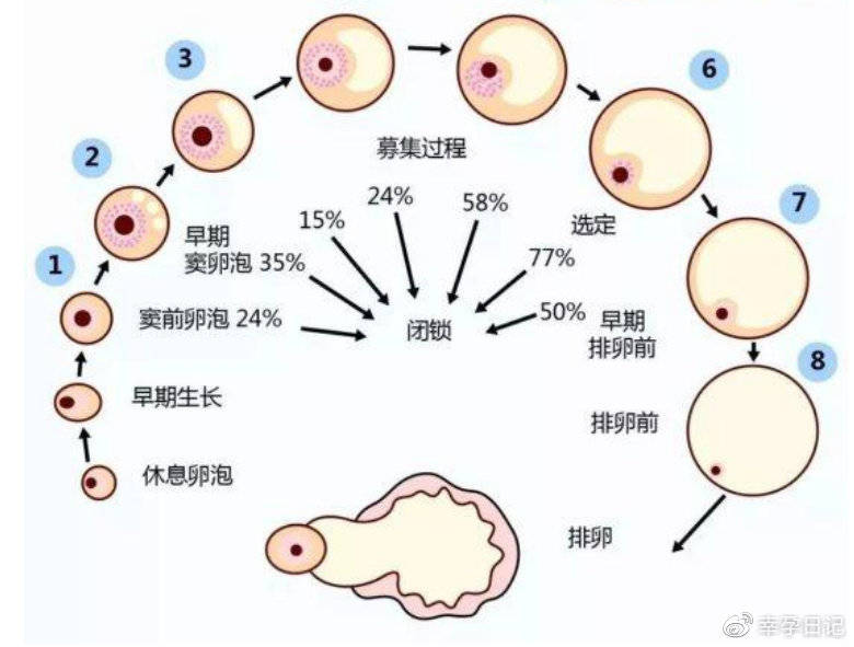 胎停育