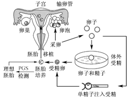 50天孕囊有多大