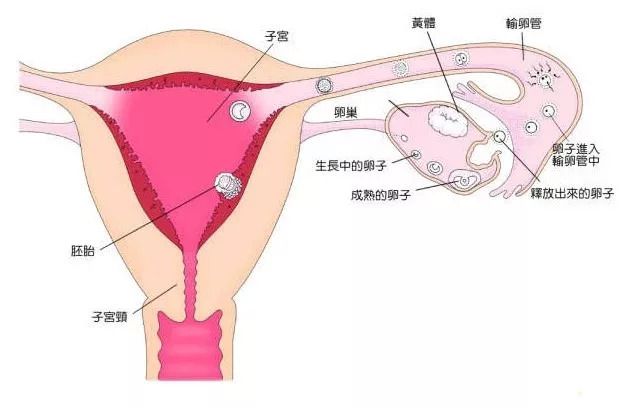 三个月宝宝