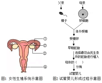 排卵日