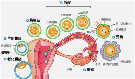 泰国试管婴儿技
