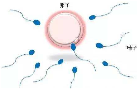泰国试管婴儿