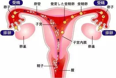 泰国试管婴儿机构