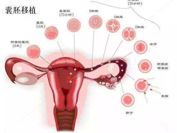 北海捐卵联系方式